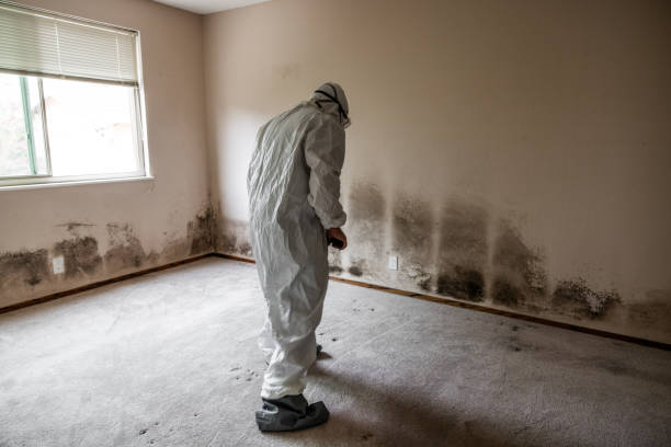 Best Black Mold Removal  in Westbury, NY